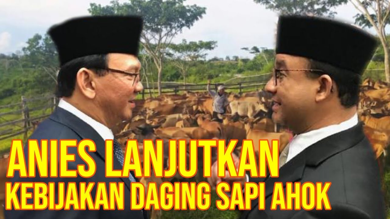 
                                 Anies-Lanjutkan-Kebijakan-Ahok-Memasok-Daging-Sapi-Dari-NTT